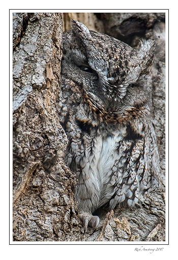 screech-owl-1-copy.jpg