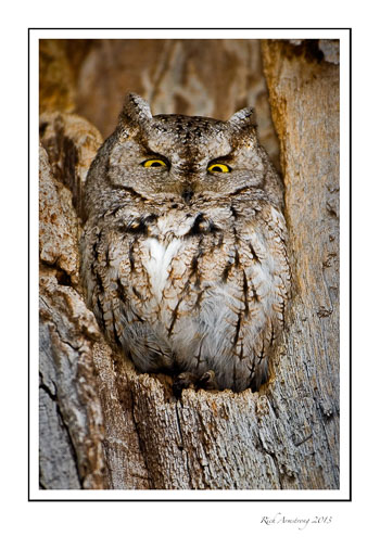 screech-owl-frm.jpg