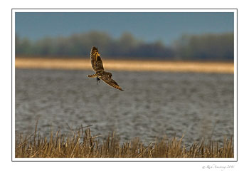 short-eared-owl-w-bird-w.jpg