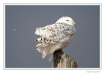 snowing-on-a-snowy-copy.jpg