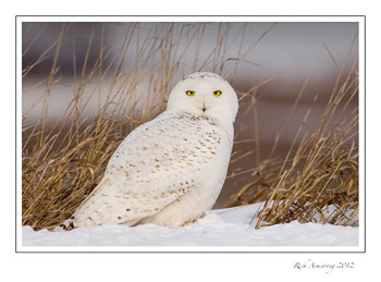 snowy-1.1-frm.jpg