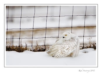 snowy-2-frm.jpg