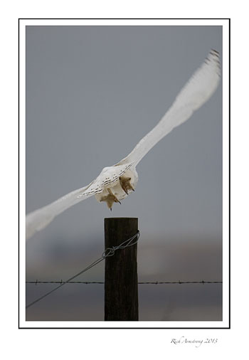 snowy-in-flight-frm.jpg