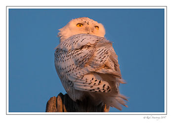 snowy-owl-1-copy.jpg