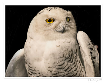snowy-owl-1d-copy.jpg