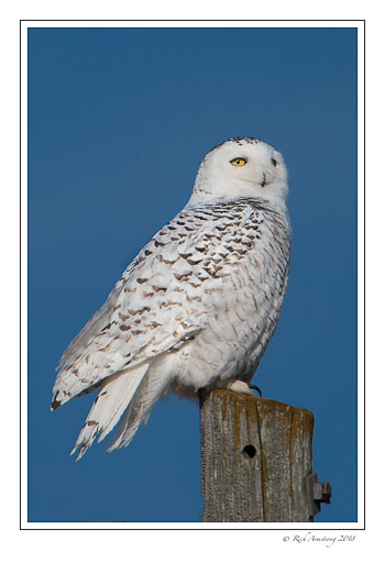 snowy-owl-2-copy-copy.jpg