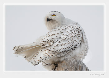 snowy-owl-2-copy.jpg