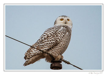 snowy-owl-3-copy.jpg