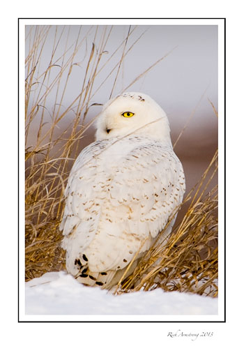 snowy-owl-3-frm.jpg