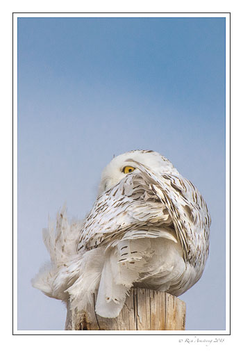 snowy-owl-6-copy.jpg