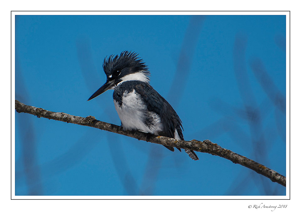 Belted-Kingfisher-1-copy.jpg