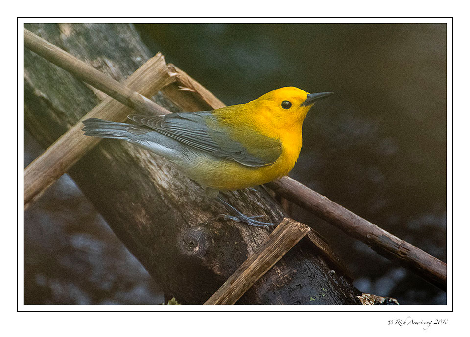 Prothonotary-warbler-1-copy.jpg