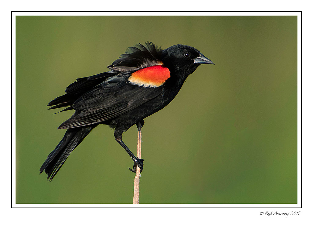 Red-winged-black-bird-1-copy.jpg