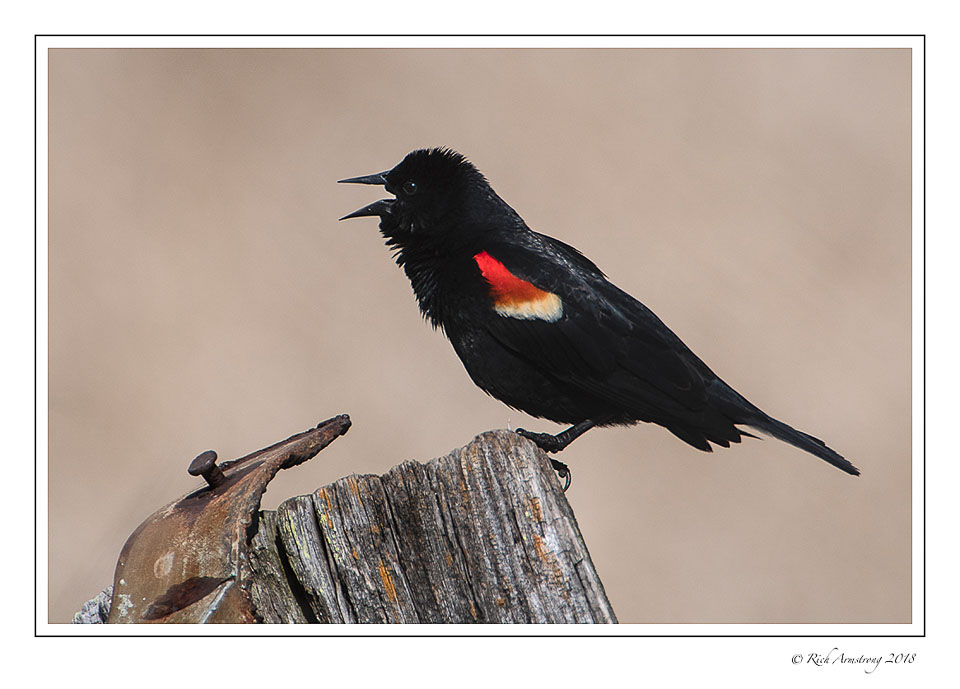 Red-winged-blackbird-1-copy-2.jpg