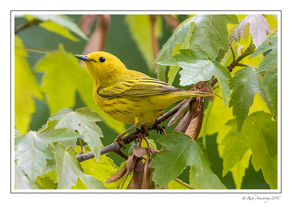 Yellow-warbler-1-copy.jpg