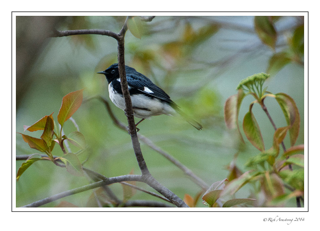 black-throated-blue-warbler-1-frm-copy.jpg