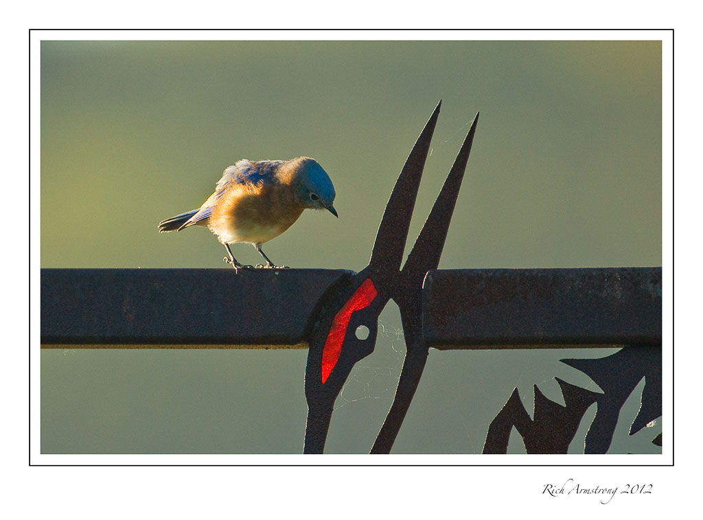 bluebird-crane-3frm.jpg