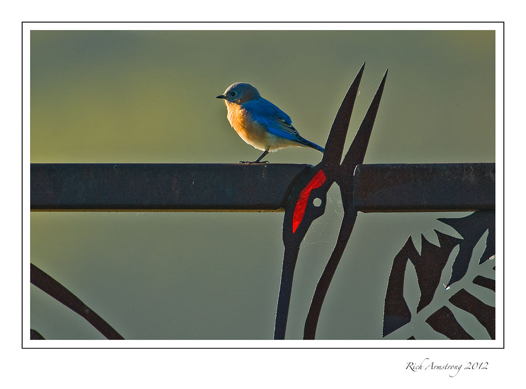 bluebird-on-crane-4-frm.jpg