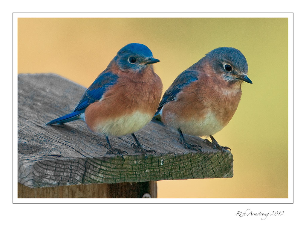 bluebird-pair-12-frm.jpg