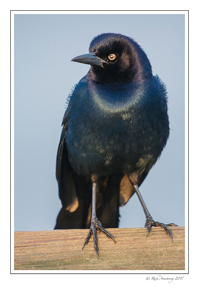boat-tailed-grackle-1-copy.jpg