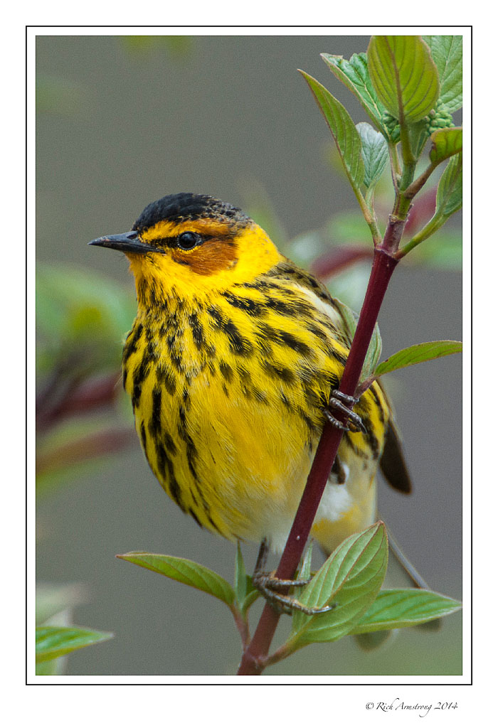 cape-may-warbler-2-frm-copy.jpg