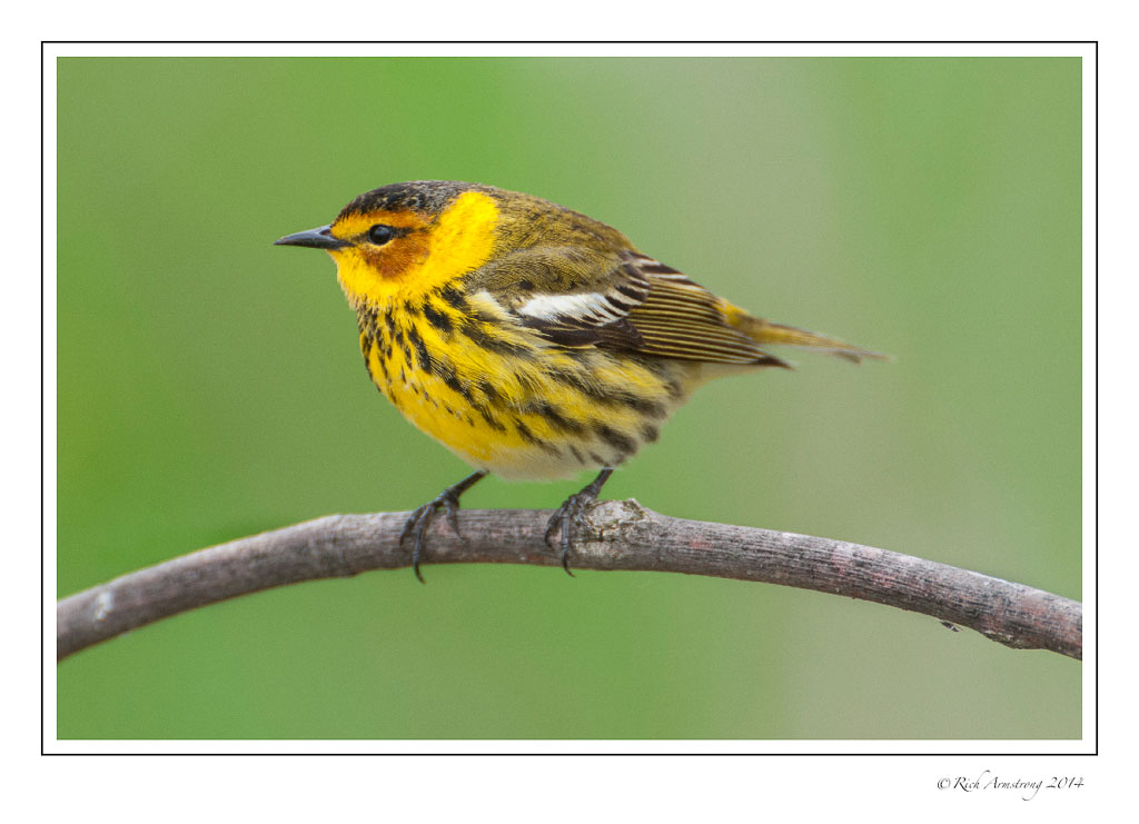 cape-may-warbler-frm-copy.jpg