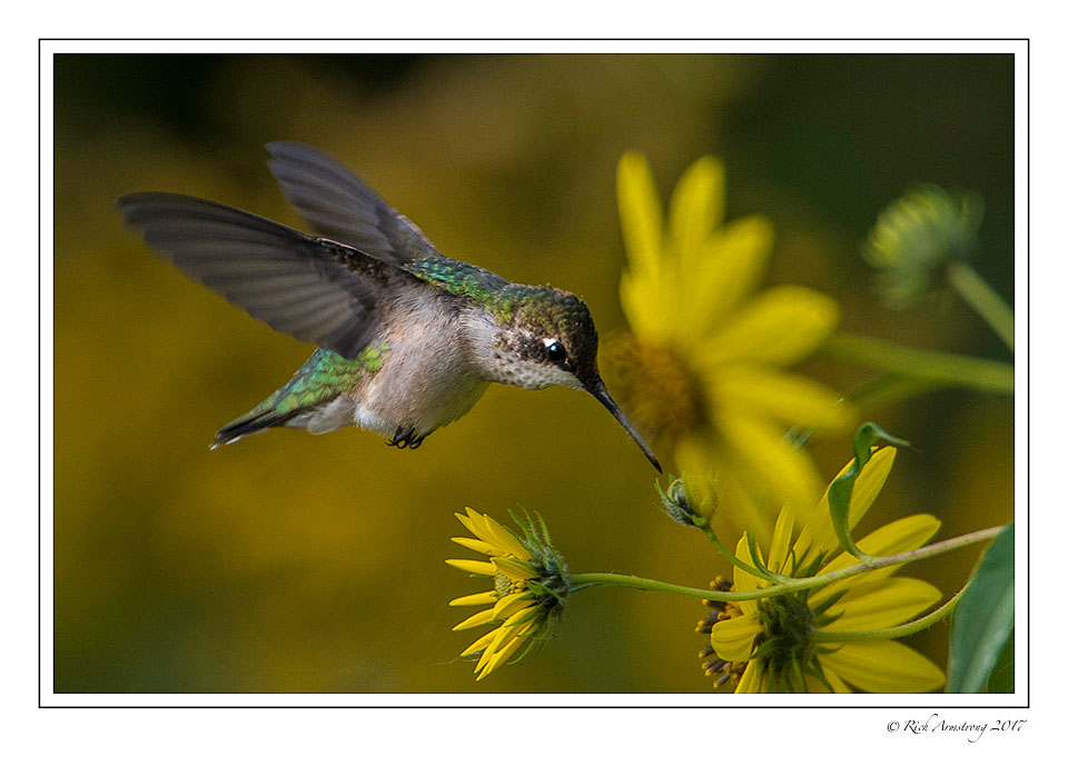 humming-bird-3-copy.jpg