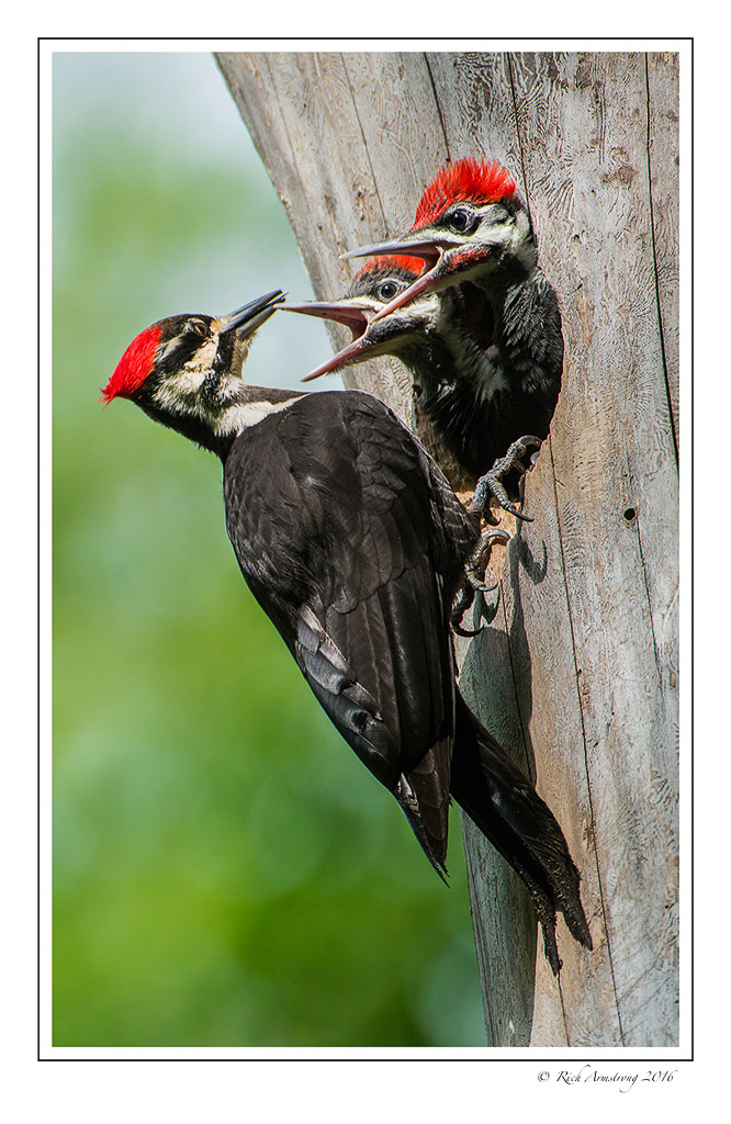 pileatedwoodpecker1i.jpg