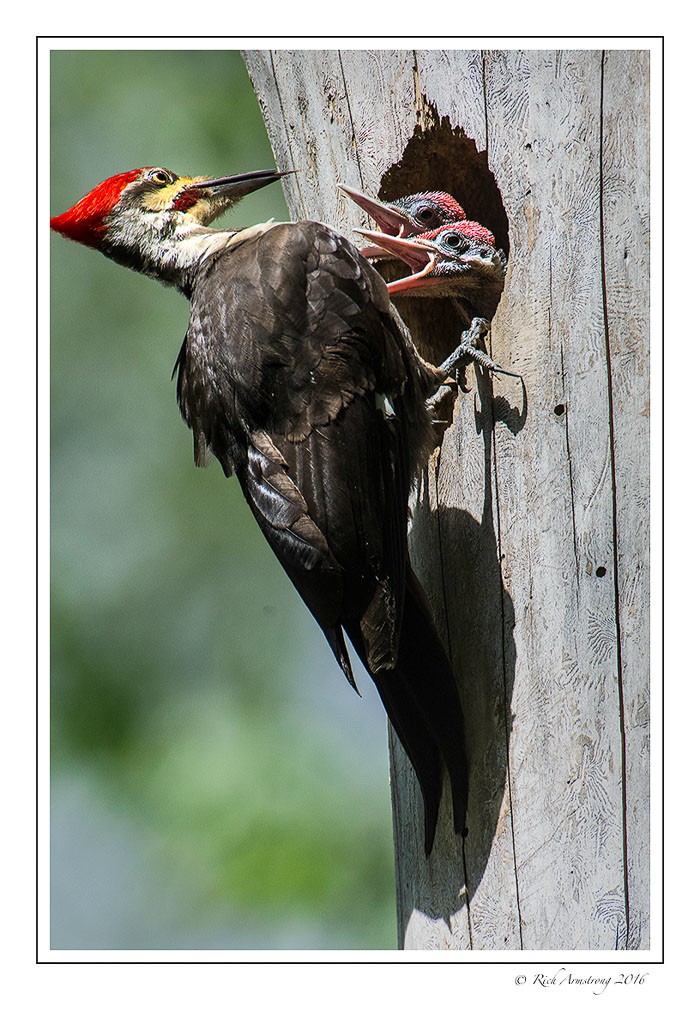 pileatedwoodpeckerfamily2frm.jpg