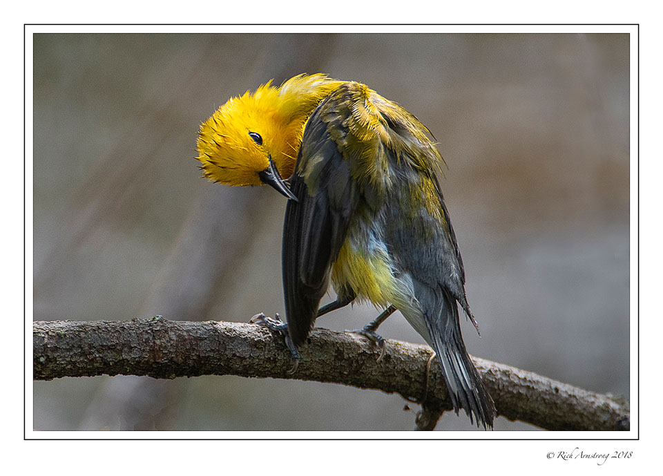 prothonotary-warbler-2-copy.jpg