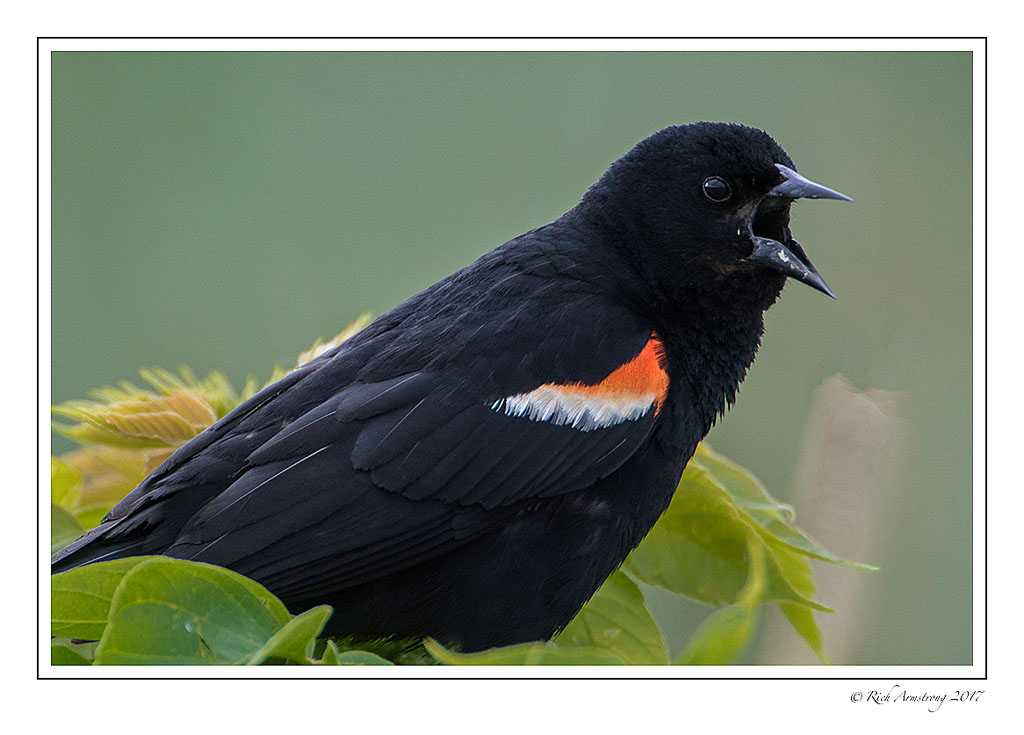 red-winged-blackbird-1-copy.jpg