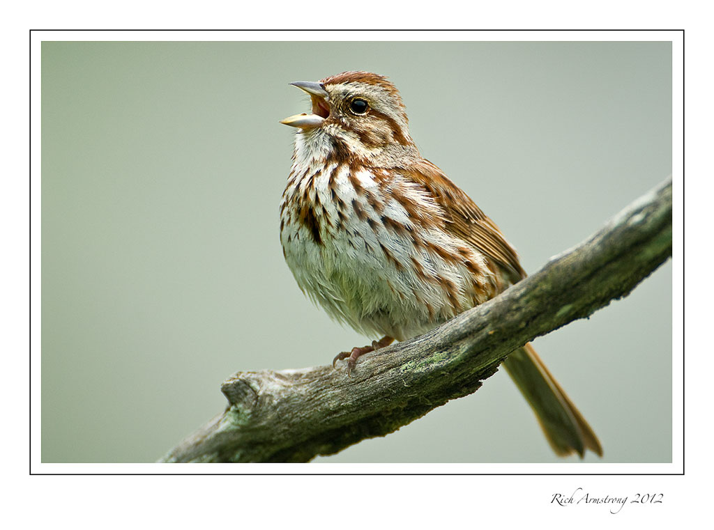 song-sparrow-1L-frm.jpg