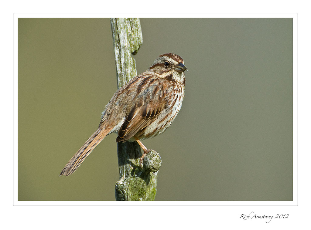 sparrow-1-frm.jpg