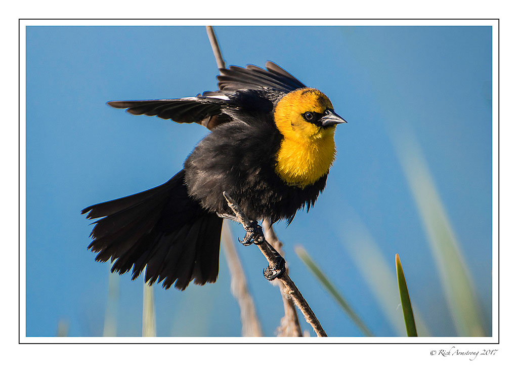 yellow-headed--black-bird-2f-copy.jpg