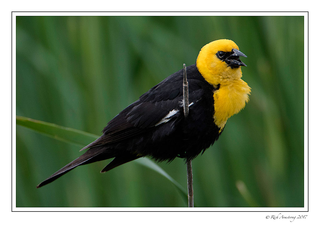 yellow-headed-black-bird-1-copy.jpg