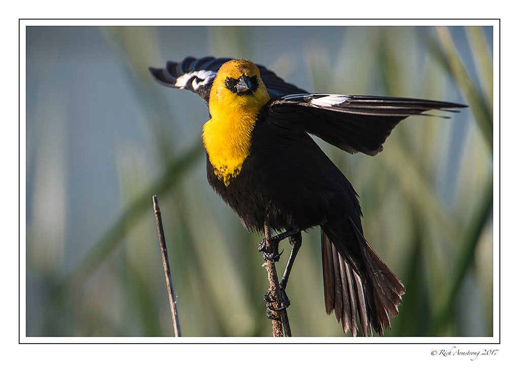 yellow-headed-black-birds-3f-copy.jpg