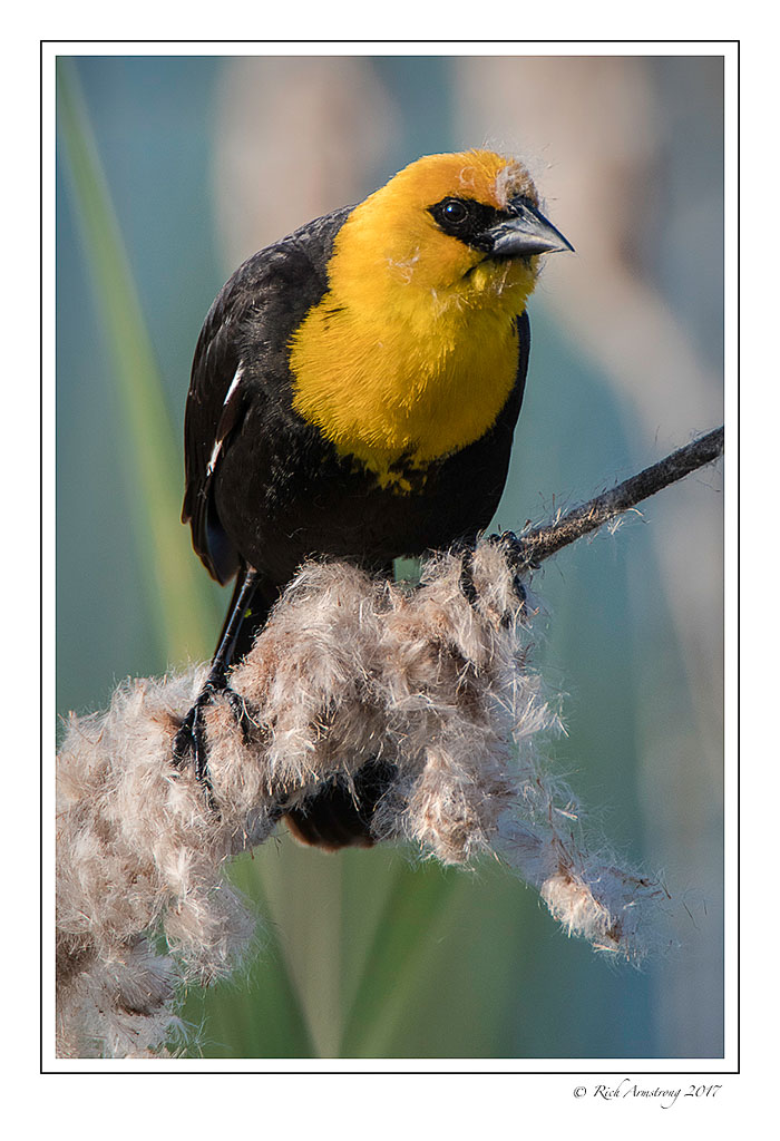 yellow-headed-blackbird-2e-copy.jpg