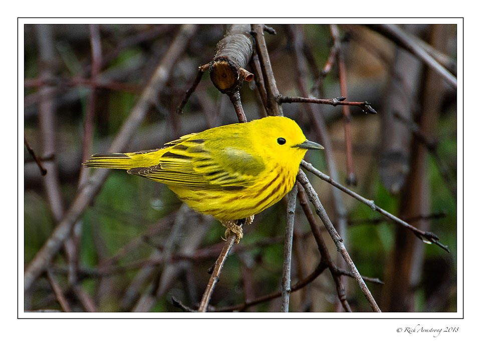yellow-warbler-1-copy-2.jpg