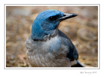 -mexican-blue-jay-frm.jpg