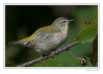 1st-fall-Tennessee-warbler-1-copy.jpg