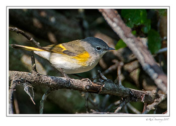 American-Redstart-copy.jpg