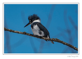 Belted-Kingfisher-1-copy.jpg
