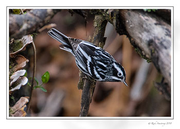 Black-n-whilte-warbler-1-copy.jpg