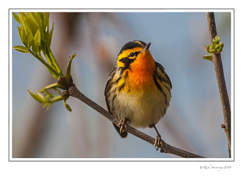 Blackburnian-warbler-copy.jpg