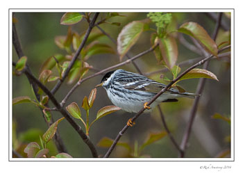 Blackpol-warbler-frm-copy.jpg
