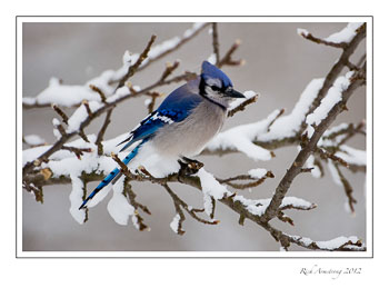 Blue-Jay-1-frm.jpg