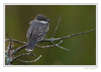 Eastern-Kingbird-1-copy.jpg