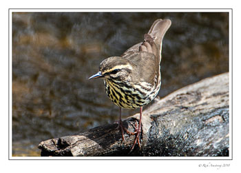 Lousiana-Water-thrush-copy.jpg