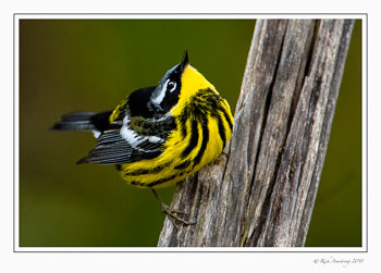 Magnolia-Warbler-1-copy.jpg