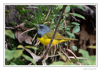 Morning-Warbler-1-copy.jpg